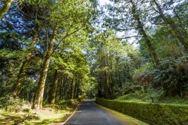Chiayi, Tayvan 'daki Alishan Orman Dinlenme Alanı' ndaki yeşil ormandan geçen yol..