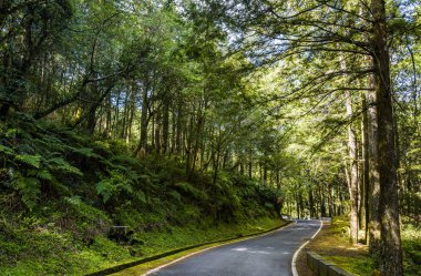 Ormandaki asfalt yol, Chiayi, Tayvan 'daki Alishan Orman Dinlenme Alanı..