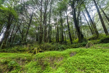 Chiayi, Tayvan 'daki Alishan Ormanı' ndaki yeşil ormanın alçak açılı görüntüsü..