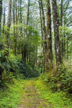 Chiayi, Tayvan 'daki Alishan Ormanı Dinlenme Alanı' ndaki yeşil ormandan geçen patika..
