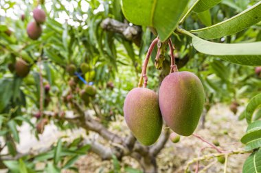 Meyve bahçesindeki mango ağacına yakın plan, Tayvan..