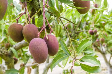 Pingtung, Tayvan 'daki mango ağacına yakın plan mango meyveleri.. 