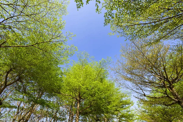 Low Angle View Green Trees Blue Sky Background — Stock Photo, Image