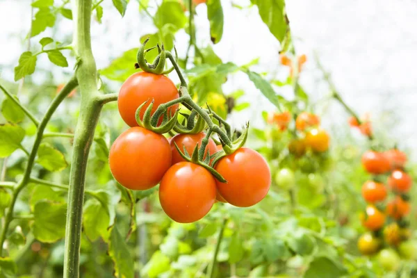 Ramo Pomodorini Freschi Appesi Agli Alberi Nell Azienda Agricola Biologica — Foto Stock