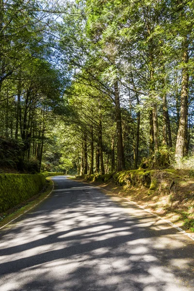 Die Straße Durch Den Grünen Wald Alishan Forest Recreation Area — Stockfoto