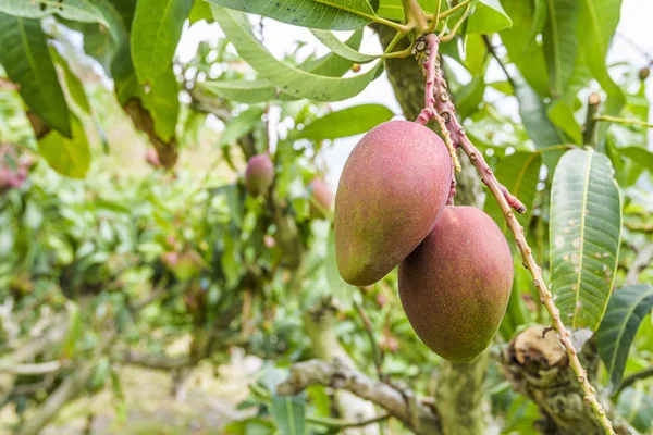 Primer Plano Las Frutas Mango Árbol Mango Pingtung Taiwán — Foto de Stock