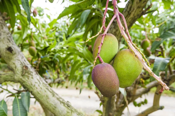 Primer Plano Las Frutas Mango Árbol Mango Tainan Taiwán — Foto de Stock