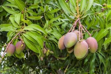 Tayvan bahçesindeki mango ağacında bir sürü mango meyvesi var..