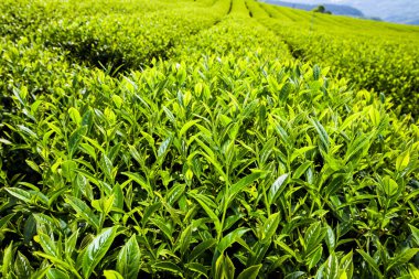 Nantou, Tayvan 'da bir çay tarlasında yakın plan çay yaprakları..