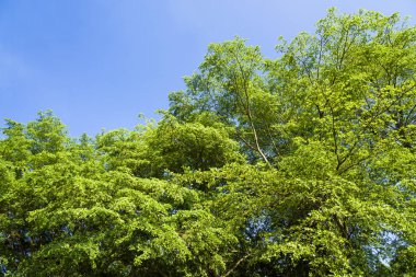 Mavi arkaplanı olan yemyeşil ağaçlar..