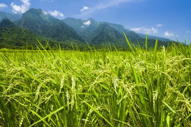 Olgun ekin tarlaları, arka planda dağlar, mavi gökyüzü, Tayvan doğu.