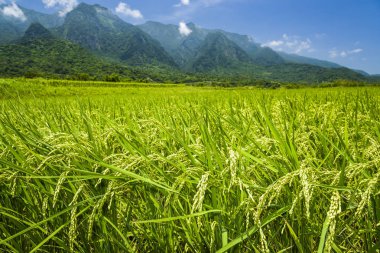 Olgun çeltik tarlası Dağlarla çevrili Mavi Gök, Tayvan 'ın doğusu.