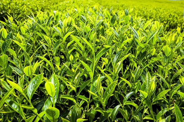 Чайные Листья Крупным Планом Чайной Плантации Наньтоу Тайвань — стоковое фото