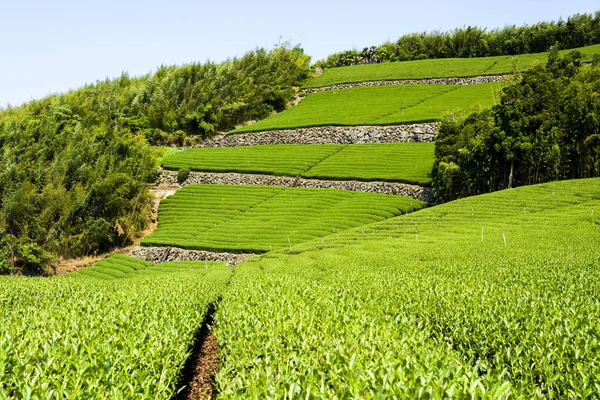 Tayvan 'daki Alishan dağının tepesindeki güzel çay tarlası manzarası..