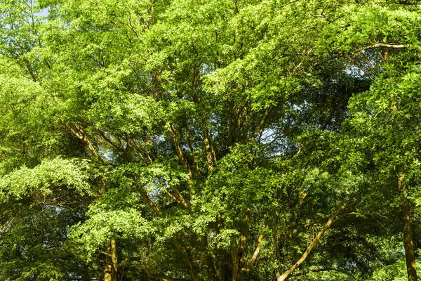 Зеленые Деревья Парке Заднем Плане — стоковое фото