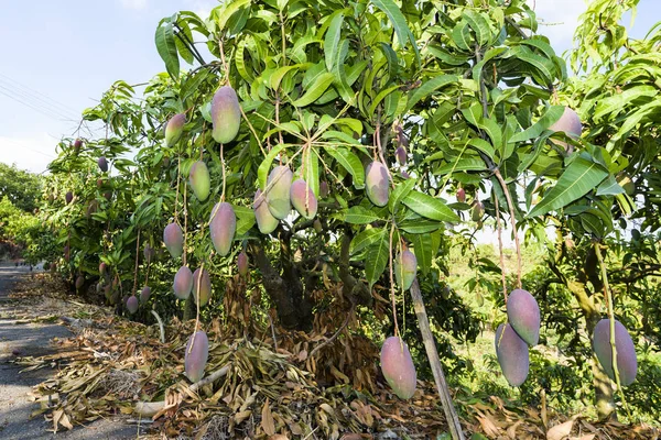 Primer Plano Las Frutas Mango Árbol Mango Pingtung Taiwán — Foto de Stock