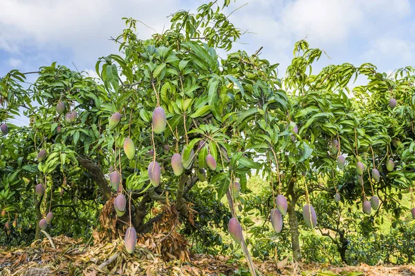 Muchos Árboles Mango Huerto — Foto de Stock