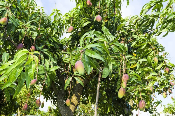 Primer Plano Las Frutas Mango Árbol Mango Tainan Taiwán — Foto de Stock