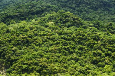 Dağlardaki güzel yeşil orman bir arka plan resmi..