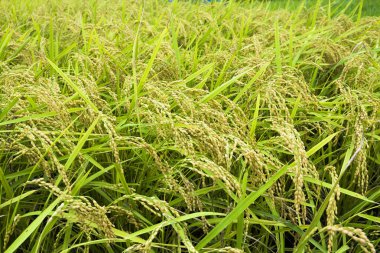 Pirinç hasadı yakında Tayvan çeltik tarlasında hasat olacak..