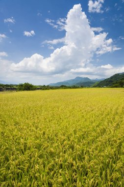 Olgun ekin tarlaları, arka planda dağlar, mavi gökyüzü, Tayvan doğu.