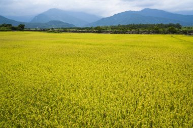 Olgun çeltik tarlası Dağlarla çevrili Mavi Gök, Tayvan 'ın doğusu.