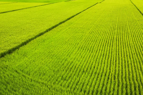 Rice Crop Soon Harvest Paddy Field Taiwan — Stock Photo, Image