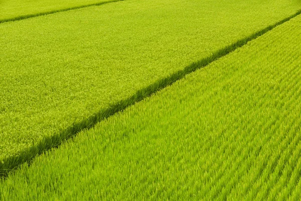 Large Area Rice Crop Field Taiwan Eastern — Stock Photo, Image