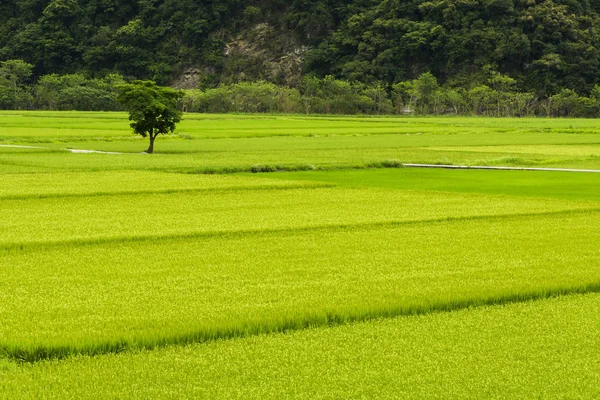 Ripe Paddy Campo Com Montanhas Fundo Taiwan Oriental — Fotografia de Stock