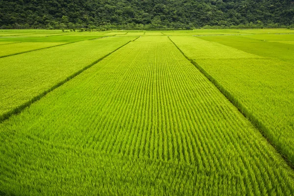 Άποψη Μιας Μεγάλης Έκτασης Ενός Τομέα Καλλιέργειας Ρυζιού Στο Taitung — Φωτογραφία Αρχείου