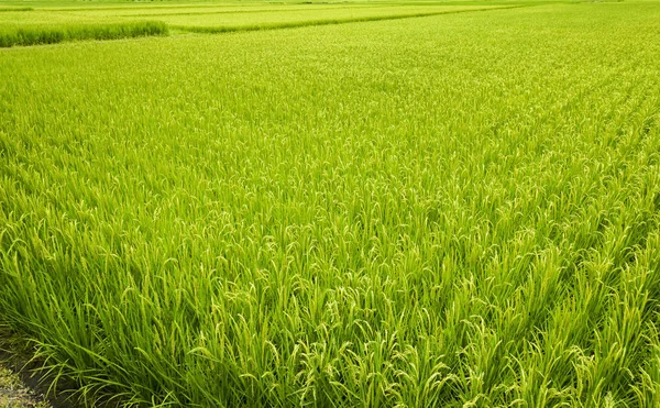 Rýže Brzy Bude Sklizeň Rýžovém Poli Tchaj Wanu — Stock fotografie