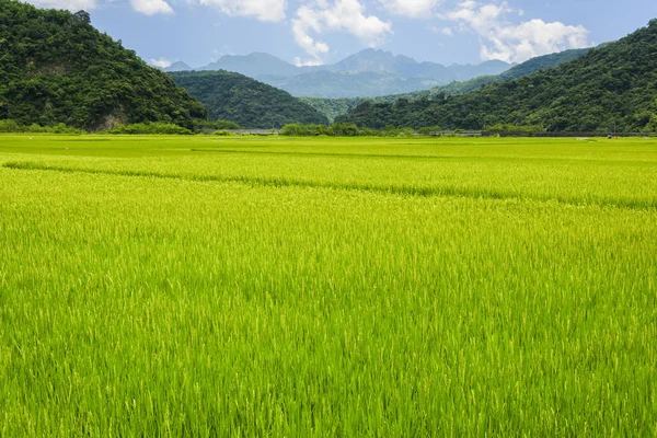 Ripe Paddy Field Mountains Background Blue Sky Taiwan Eastern — Stock Photo, Image