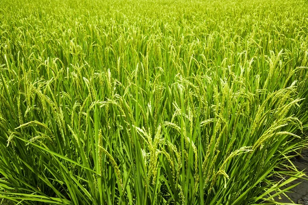 Vista Una Gran Área Campo Cultivo Arroz Taitung Taiwán —  Fotos de Stock