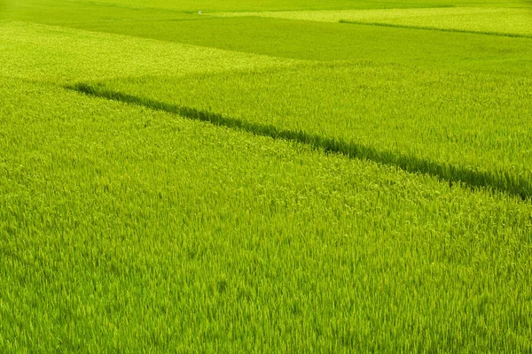 View Large Area Rice Crop Field Taitung Taiwan — Stock Photo, Image