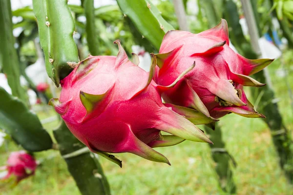 Frutti Pitahaya Maturi Che Crescono Sull Albero Pitahaya Taiwan — Foto Stock