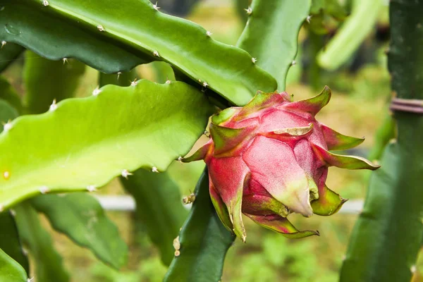 Ripe Pitahaya Fruit Pitahaya Tree — Stock Photo, Image