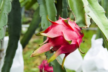 Pitahaya ağacındaki çiğ pitahaya meyvesi..