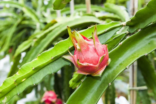 Ripe Pitahaya Fruit Growing Pitahaya Tree Taiwan — 스톡 사진