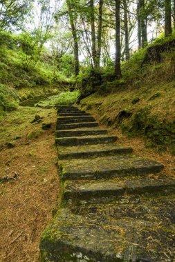 Yeşil ormandaki taş merdiven yolu, Chiayi, Tayvan 'daki Alishan Orman Dinlenme Alanı..