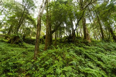 Chiayi, Tayvan 'daki Alishan Ormanı Dinlenme Alanı' ndaki güzel yeşil orman..