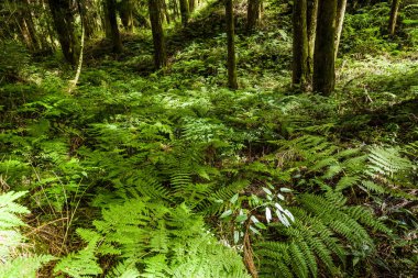 Ormanda doğal yeşil eğreltiotu. Alishan Ormanı Chiayi, Tayvan 'da..