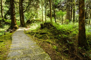 Chiayi, Tayvan 'daki Alishan Orman Dinlenme Bölgesi' ndeki yeşil ormandan geçen taş patika..