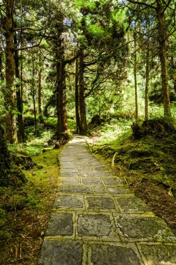 Chiayi, Tayvan 'daki Alishan Orman Dinlenme Bölgesi' ndeki yeşil ormandan geçen taş patika..