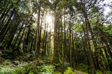 Sabahları güzel yeşil orman. Alishan Ormanı Chiayi, Tayvan 'da..