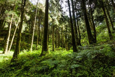 Sabahları güzel yeşil orman. Alishan Ormanı Chiayi, Tayvan 'da..
