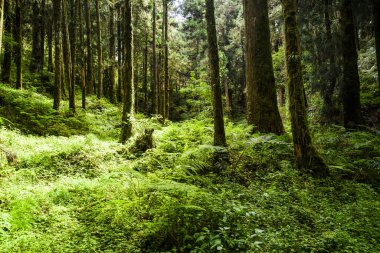 Sabahları güzel yeşil orman. Alishan Ormanı Chiayi, Tayvan 'da..