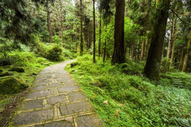 Yeşil ormandan geçen taş patika, Chiayi, Tayvan 'daki Alishan Orman Dinlenme Alanı..