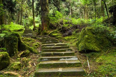 Yeşil ormandaki taş merdiven yolu, Chiayi, Tayvan 'daki Alishan Orman Dinlenme Alanı..