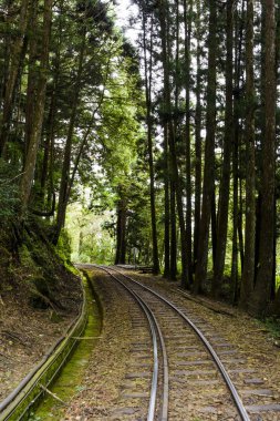 Alishan Orman Demiryolu, Alishan Orman Dinlenme Alanı Chiayi, Tayvan.