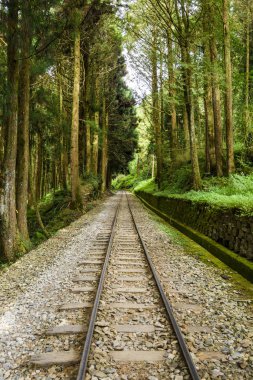 Alishan Orman Demiryolu, Alishan Orman Dinlenme Alanı Chiayi, Tayvan.